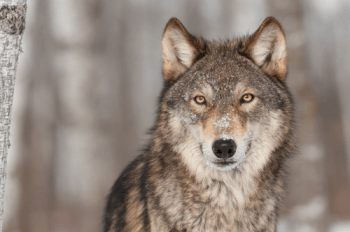 Florida Wolf Preserve